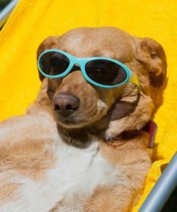 Keep pets safe and comfortable during the dog days of summer. (PRNewsFoto/Canine Company)